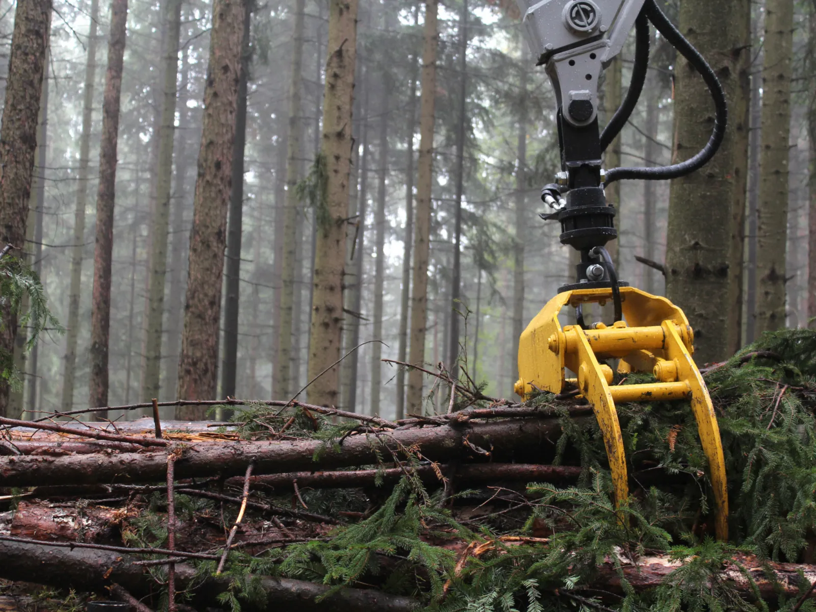 Grappin d'une abatteuse saisissant un tronc en forêt