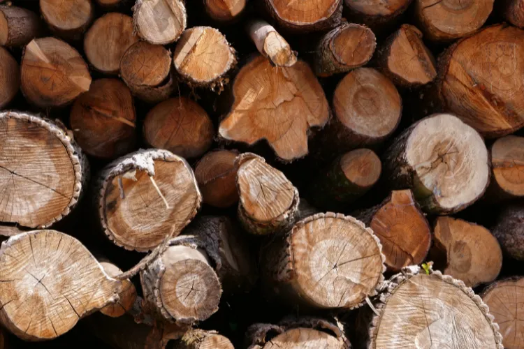 Souches et branches issues de l'exploitation forestière