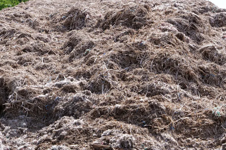 Andain de compost en cours de maturation