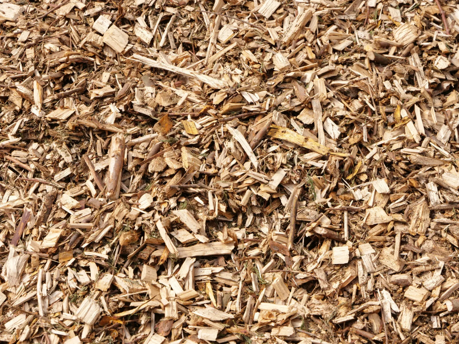 Plaquettes de bois prêtes à partir vers une centrale biomasse